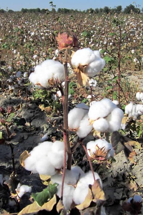 Cotton