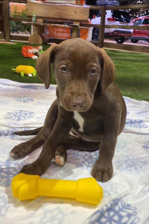 adoptable dog - dog adoption