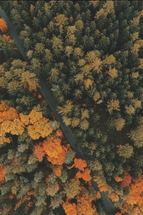 aerial view of trees in a forest