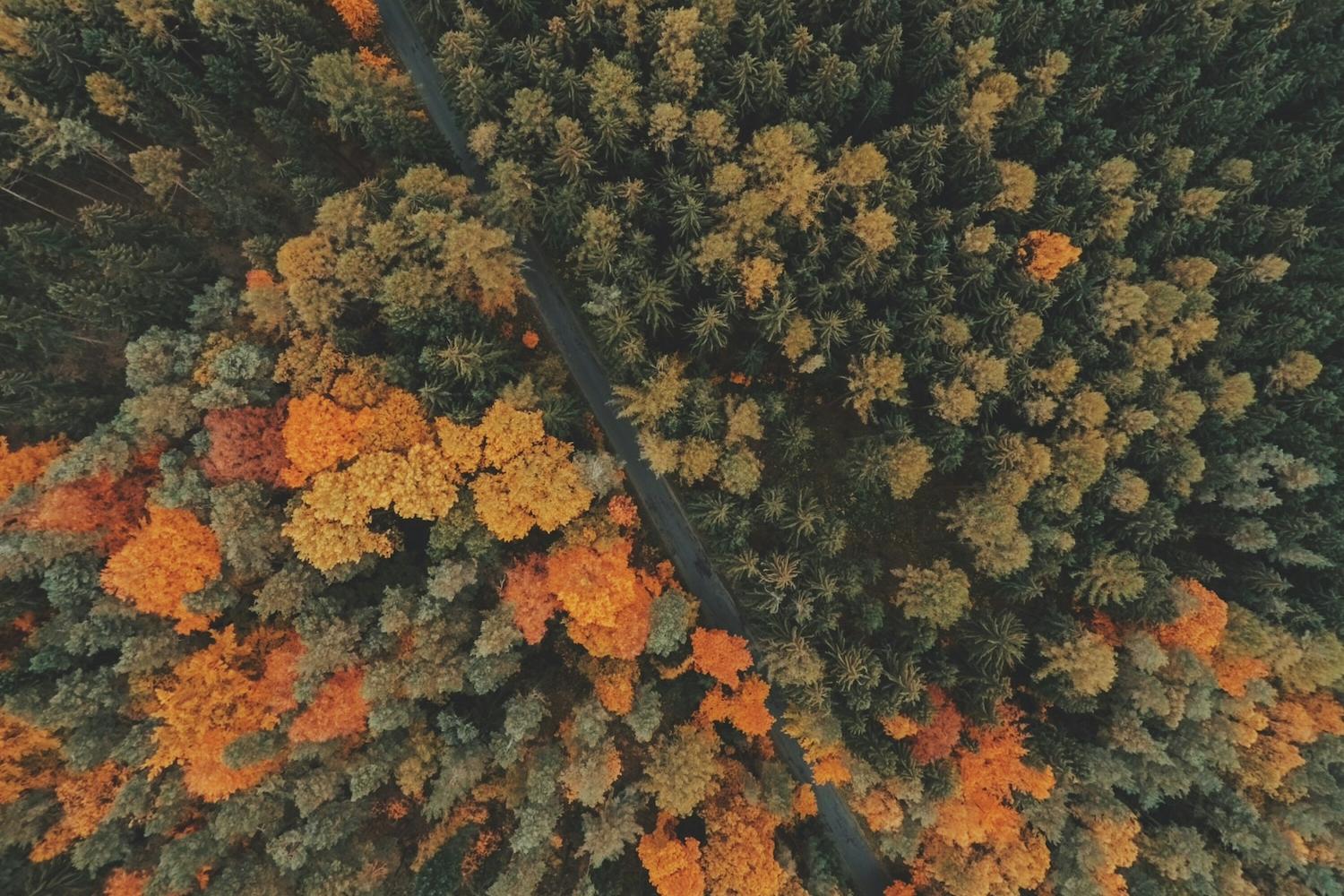 aerial view of trees in a forest