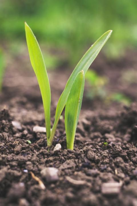 Agricultural subsidies and the SDGs