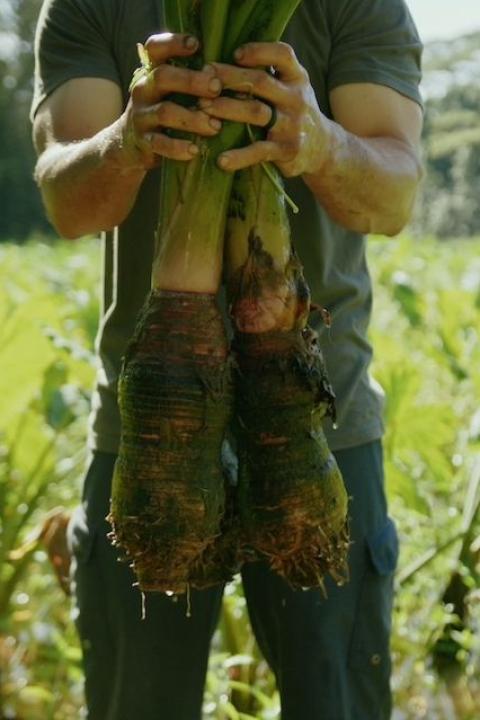 A farmer holds up two taro plants freshly pulled from a field in Hawai'i.