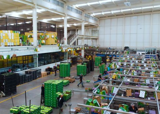 avocados in a warehouse being processed for shipping 