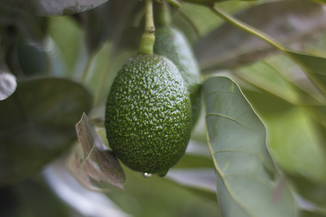 avocado growing on a tree in a mexican orchard - avocados - avocado farming