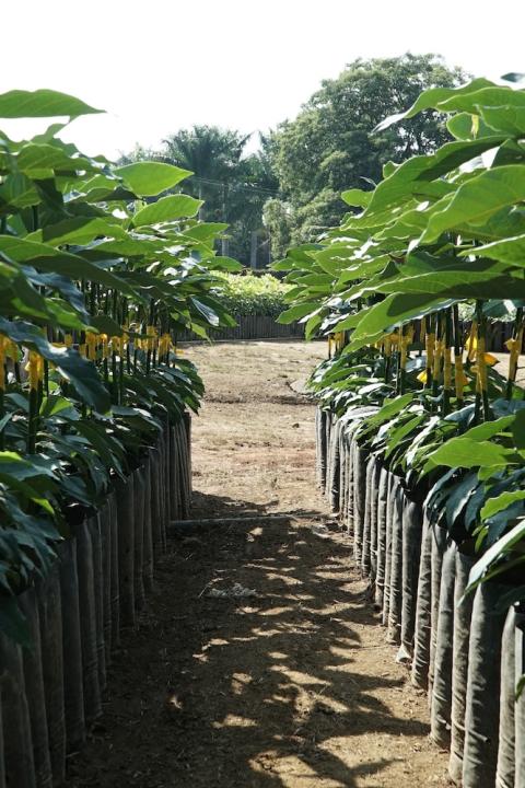 avocado nursery mexico - avocados - avocado seedlings