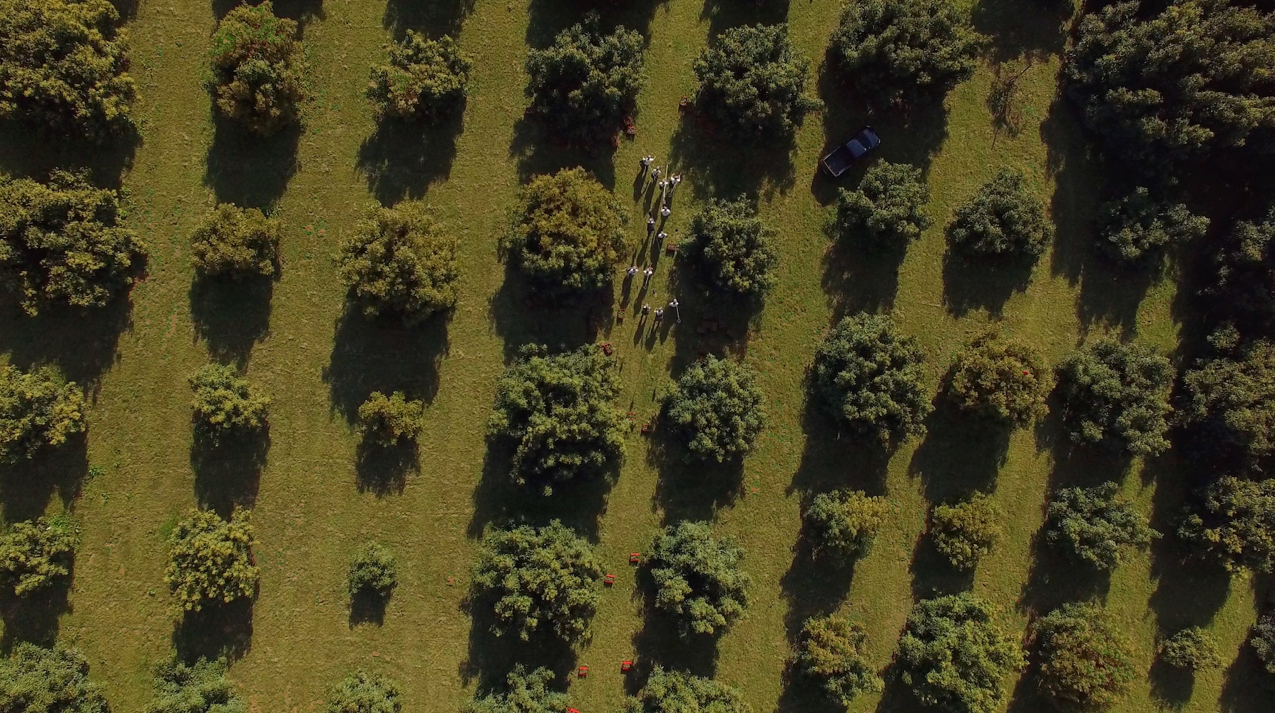 avocado orchard in mexico aerial view - avocados - avocado farming