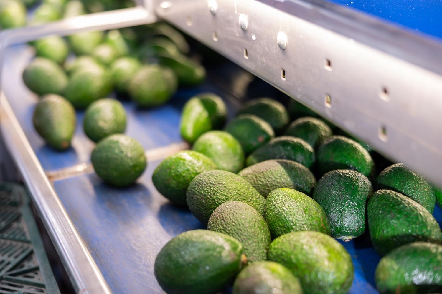 avocado sorting and packing