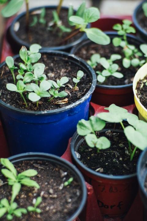 Sprouts in plastic plant pots — plant pot recycling 