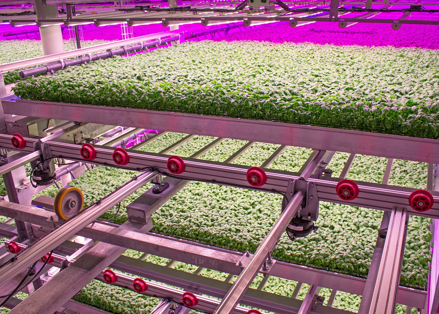 basil grows at 80 acres farms — vertical farming