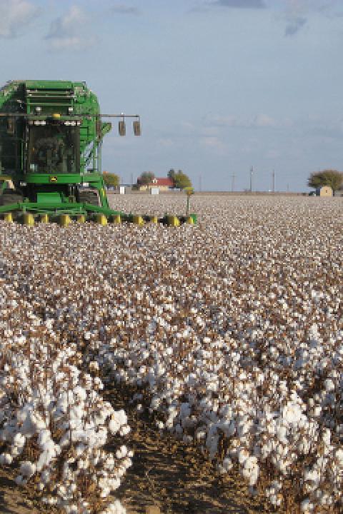 BCI-Cotton.jpg