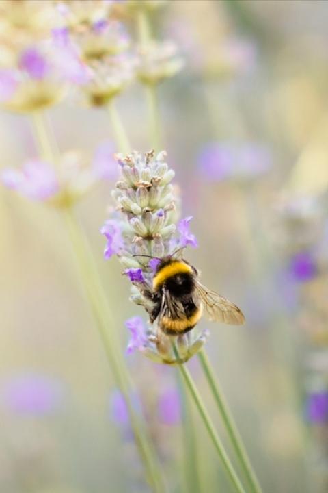 A bumblebee sits on a purple flower — protecting bees