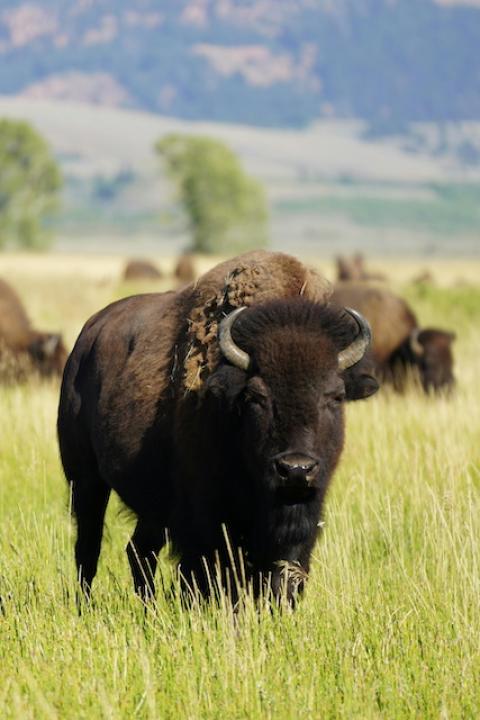 A buffalo herd grazing — Blackfeet Nation