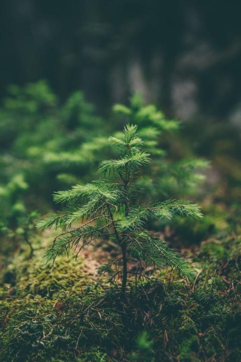 Certified Sustainable Forests