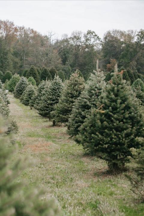 A Christmas tree farm. 