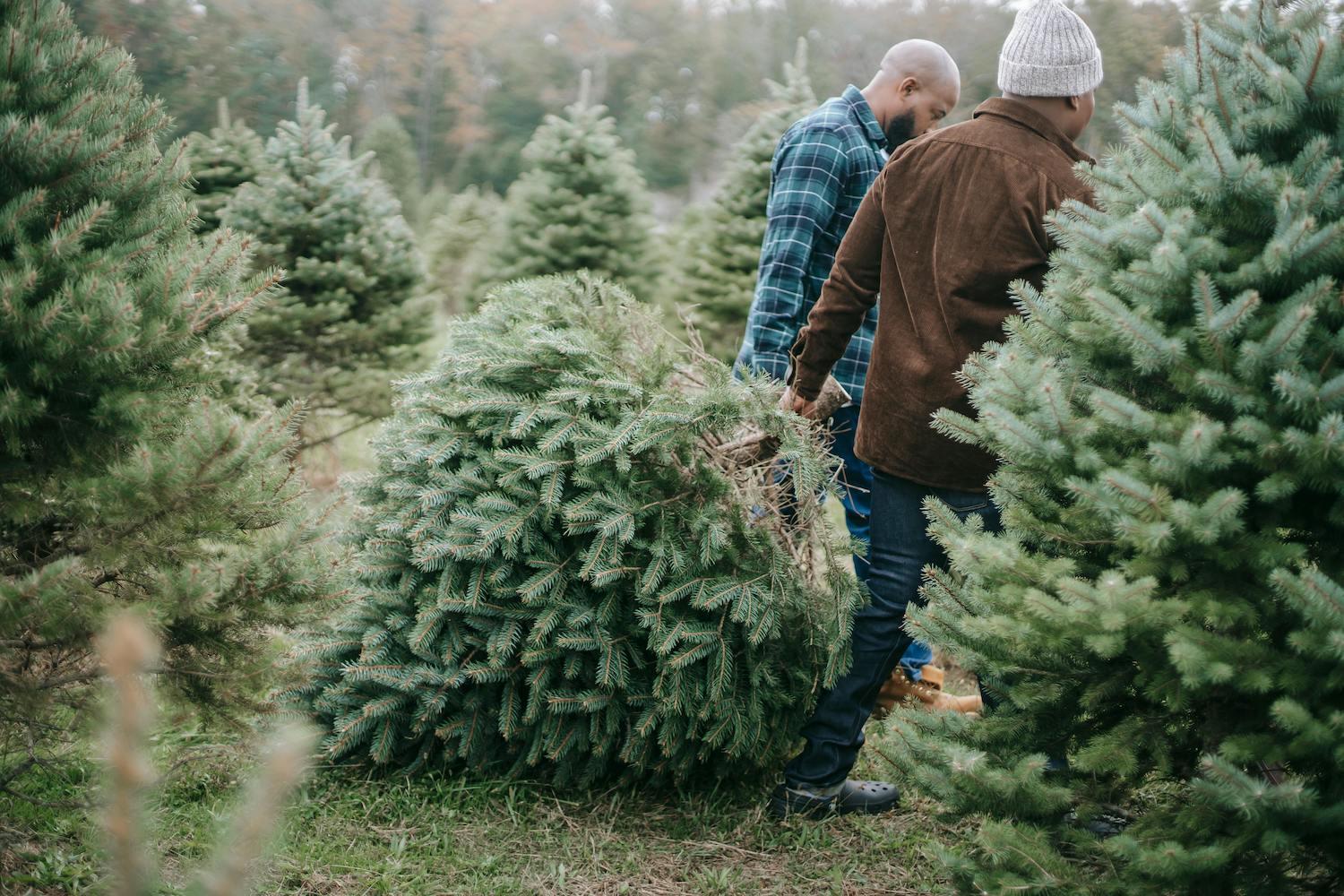 People dragging a cut Christmas tree at a farm.