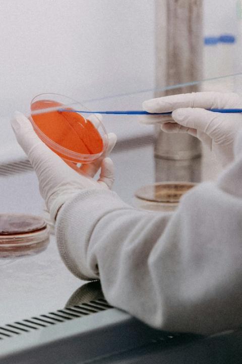 A scientist swabs a Petri dish — citizen scientists