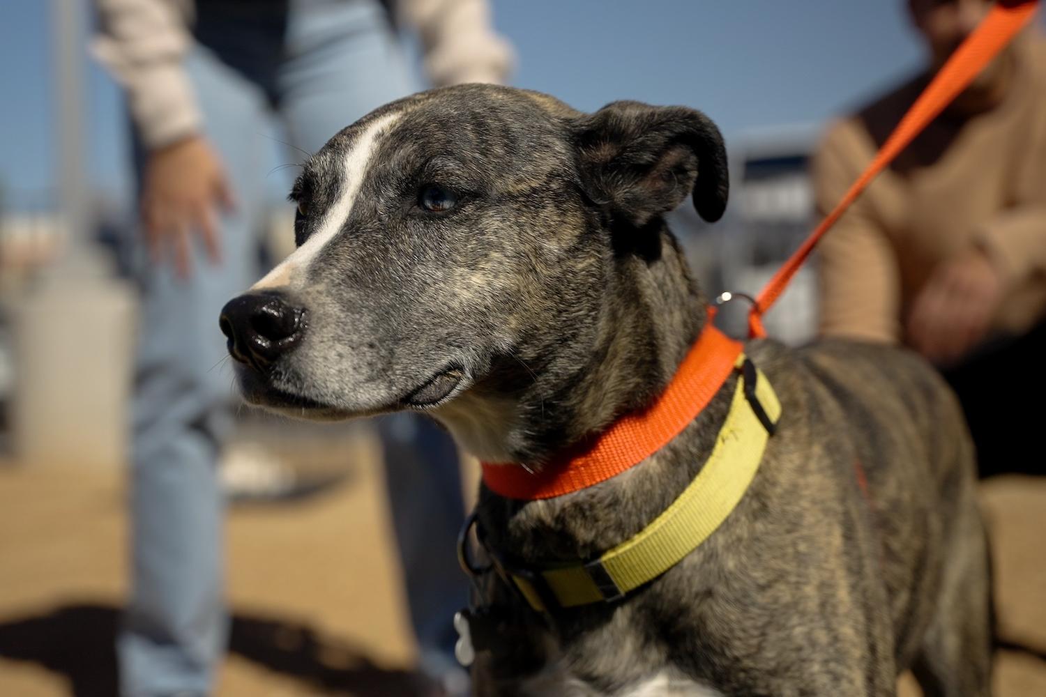 close-up of dog on a leash at a pet adoption event