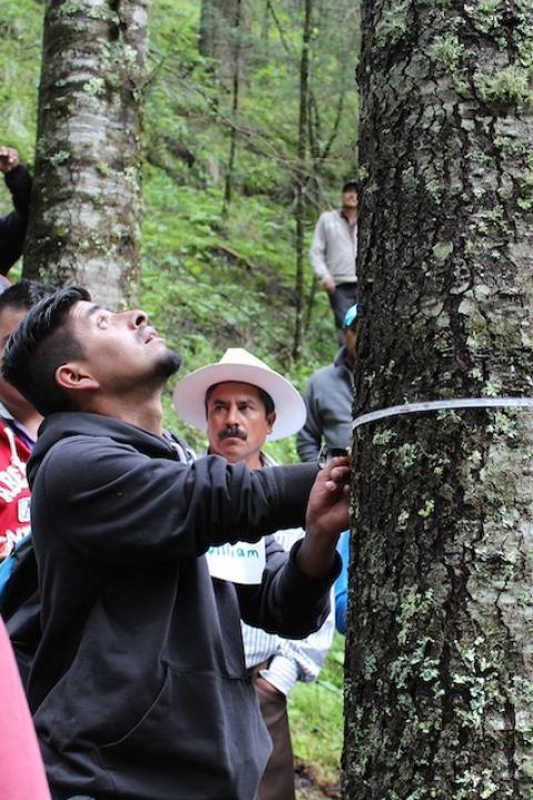 A person measures the trunk of a tree in the forest as a part of the Cool Effect Seeing the Forest for the Trees initiative.