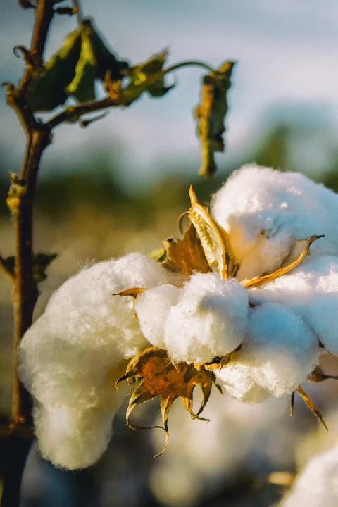 sustainable cotton