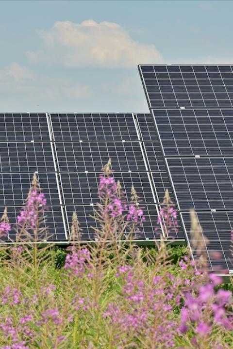 Solar panels in a field of purple flowers — ecovoltaics