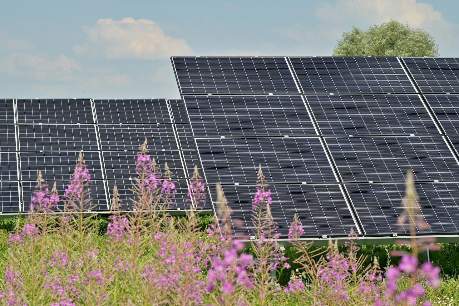 Solar panels in a field of purple flowers — ecovoltaics