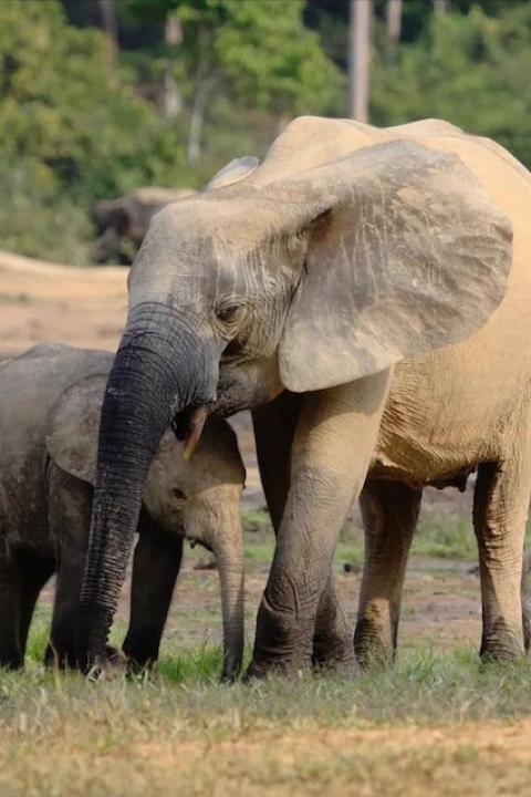 An African forest elephant mother stands over a calf — elephant conservation