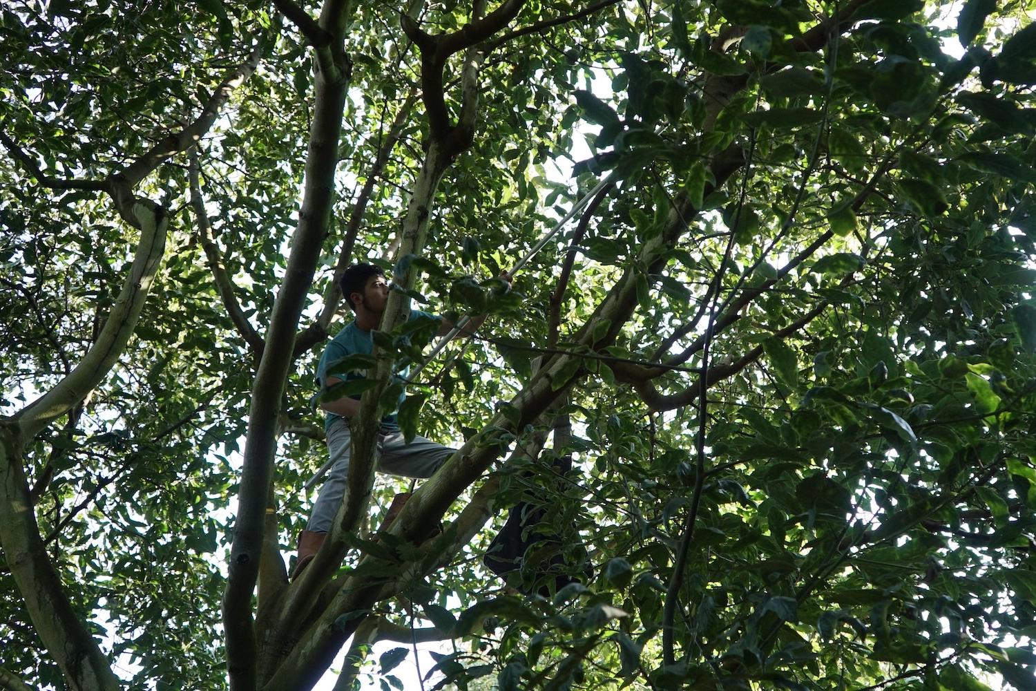 Farming avocados — man picks avocados from a tree