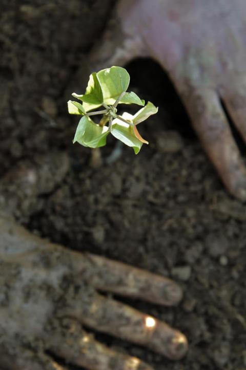 Forest Restoration and Conservation