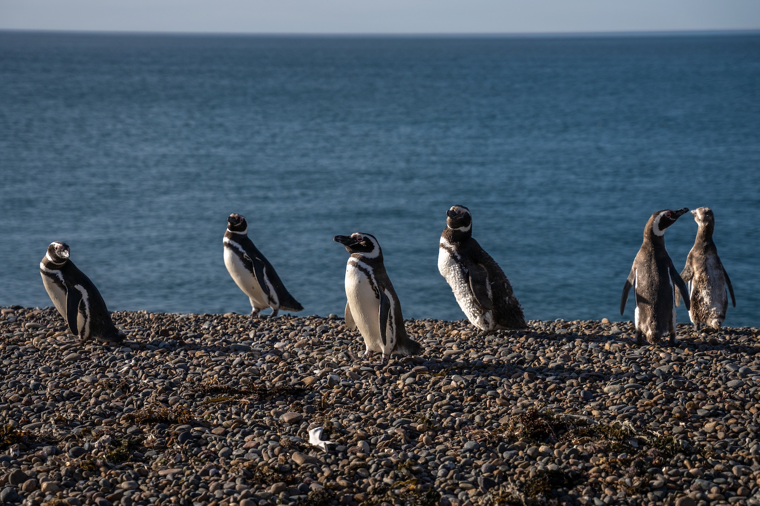global penguin society