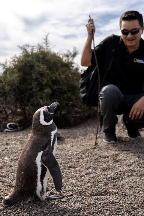 Pablo Garcia Borboroglu, founder and president of the Global Penguin Society, crouches down near a Magellanic penguin.