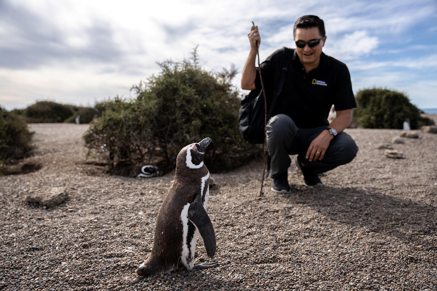 Pablo Garcia Borboroglu, founder and president of the Global Penguin Society, crouches down near a Magellanic penguin.