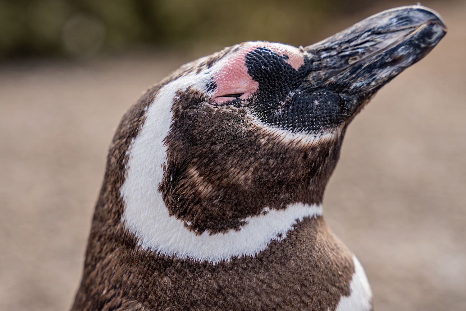global penguin society