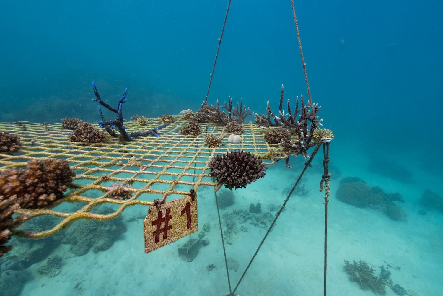 A variety of coral fragments sit on a manmade coral nursery structure suspended underwater near the Great Barrier Reef.