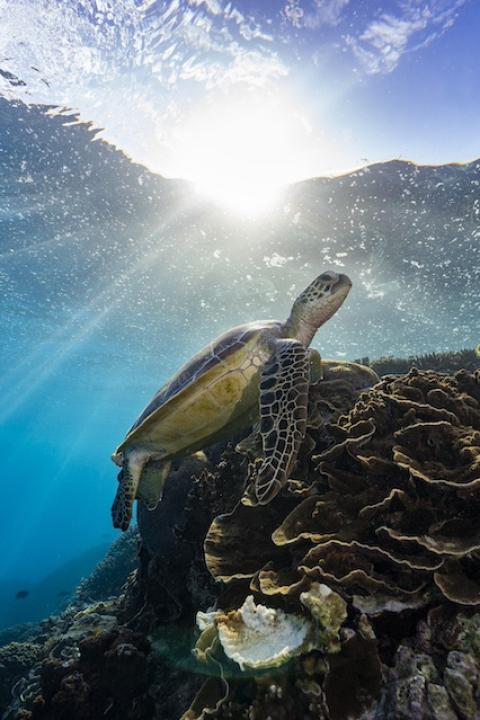 A sea turtle swims along the corals of the Great Barrier Reef.