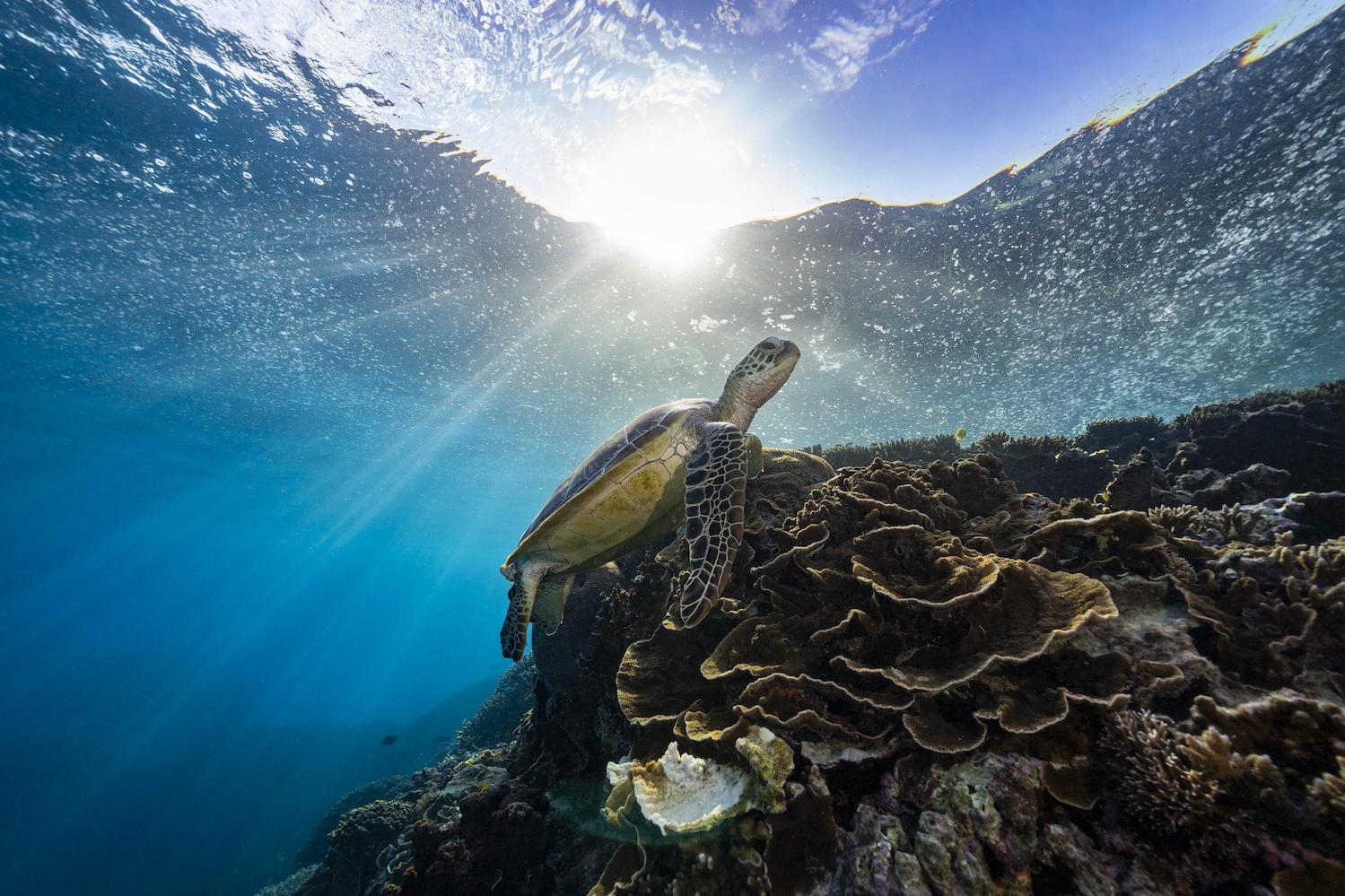 A sea turtle swims along the corals of the Great Barrier Reef.