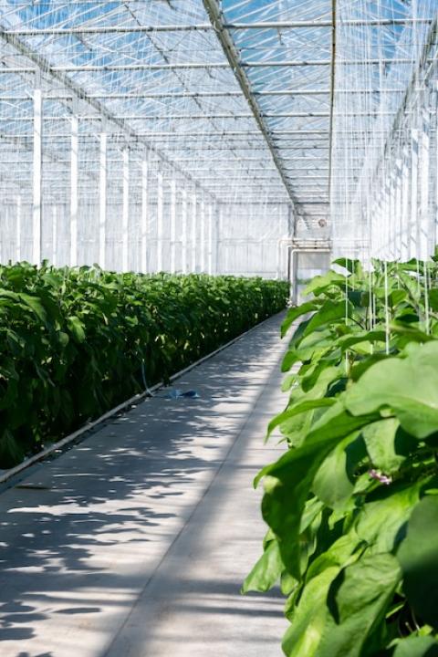 greenhouse indoor farm