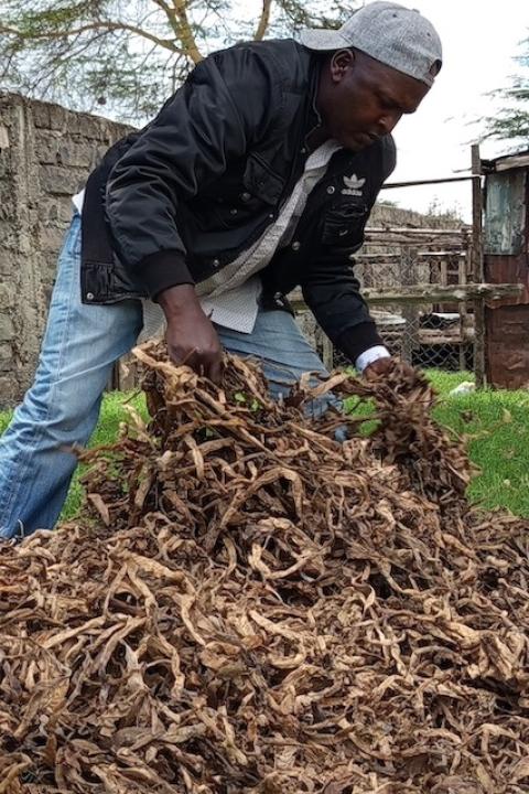 Simon Macharia lifts dried water hyacinth leaves off the top of a pile.