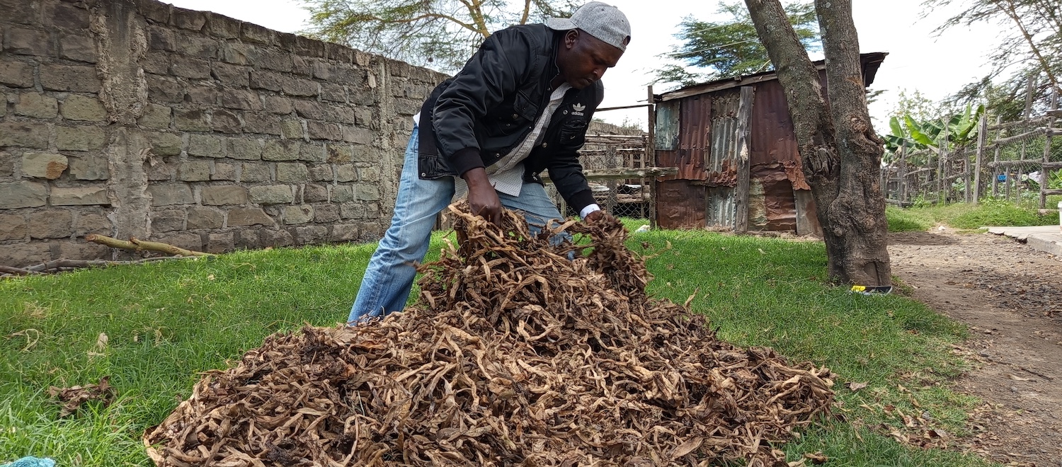Simon Macharia lifts dried water hyacinth leaves off the top of a pile.