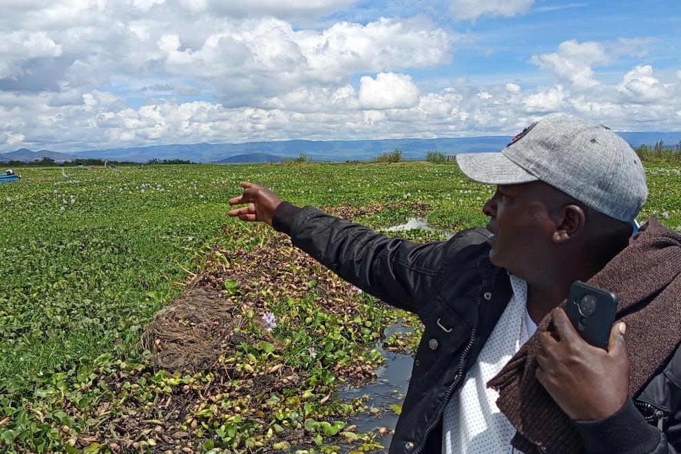 Simon Macharia sits in a boat in Kenya’s Lake Naivasha, where water hyacinth completely obscures the water underneath it from view.