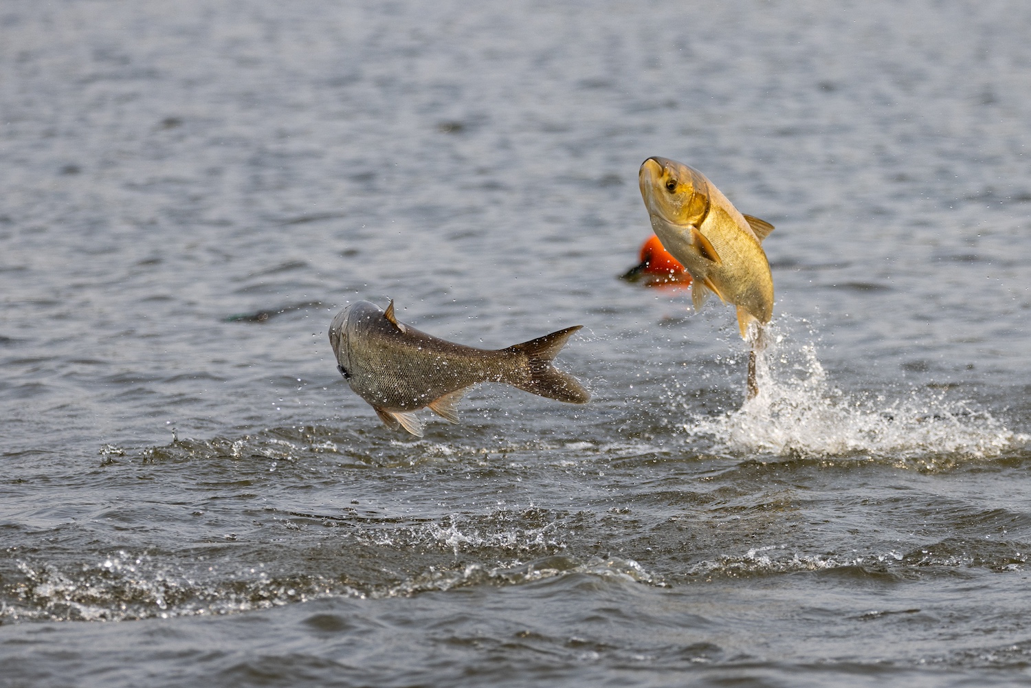 Two invasive carp jump above the surface of the water.
