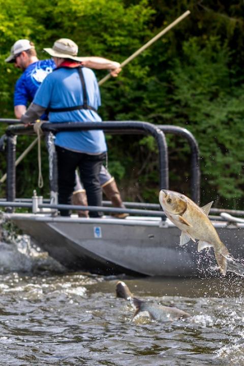 Invasive carp jump out of the water near a fishing boat.