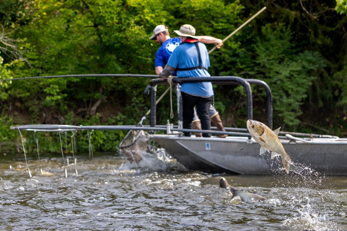 Invasive carp jump out of the water near a fishing boat.