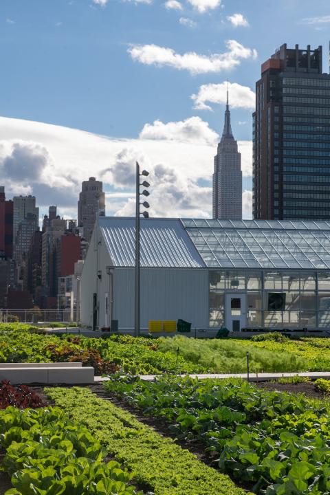 Javits Center rooftop farm
