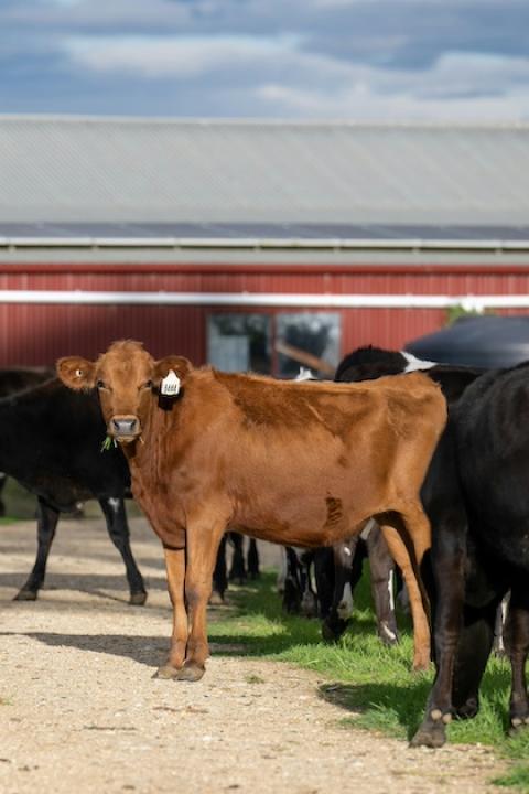 A herd of cows eating grass in front of a red barn — agricultural emissions
