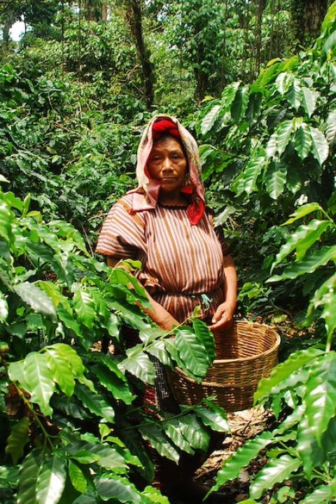 A woman farmer harvests coffee in the forest — climate adaptation