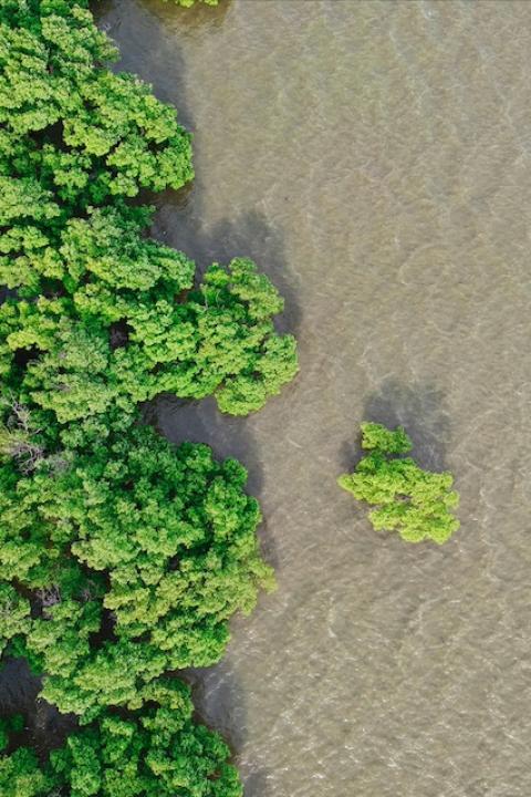 A mangrove forest along a coast in Thailand photographed from above — mangrove conservation