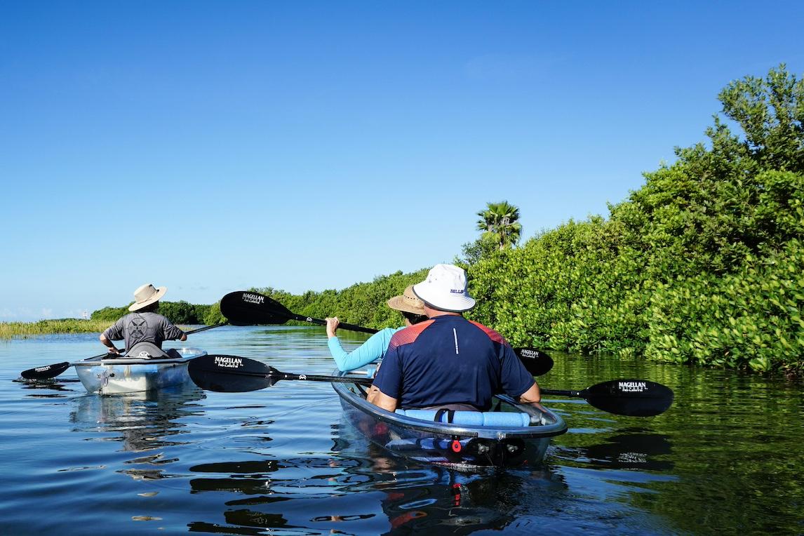Three kayakers paddle clear kayaks alongside mangroves in the Tampa Bay — mangrove planting