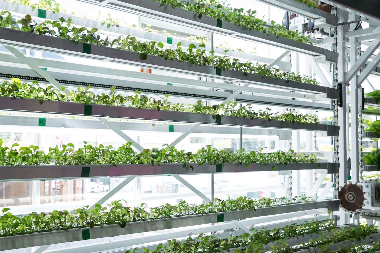 Microgreens growing at Vertical Harvest