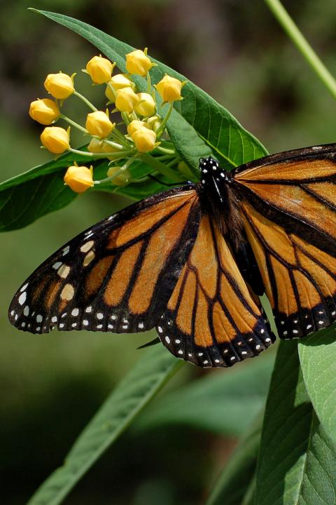 Monarch Butterfly