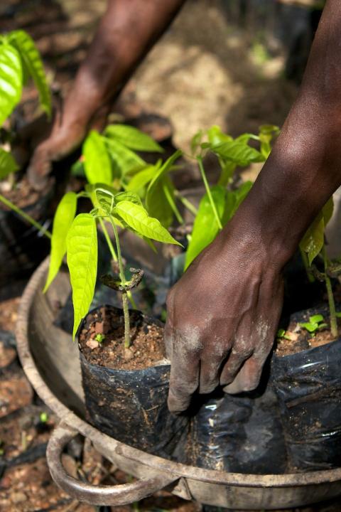 Mondelez Net Zero Value Chain - Cocoa Farming